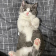 本人皇今天教你怎么截图ALT+A