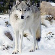Grey Wolves
