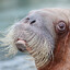 Special Little Walrus