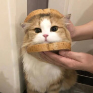 卫队长官赛伊德