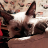 симон бибон