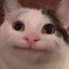 Meow Meow_madapaka