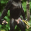 Horny Bonobo