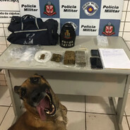 CACHORRO LOKO
