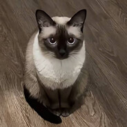 枪枪软软的猫猫