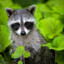 Raccoon