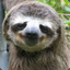 Sarcastic Sloth