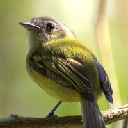 Bico-chato-de-orelha-preta - steam id 76561199036159988