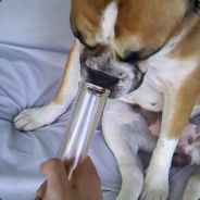 afsfasf - steam id 76561197960334583