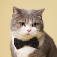 只恋你化身的蝶