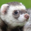 ferret