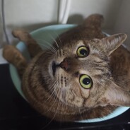 你的G7没有我的G8长