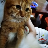 那是一个大包子