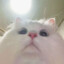 Yaon_Jinjii