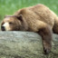 LazyBear