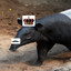 KING TAPIR THE III