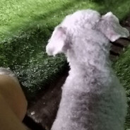 小新科比