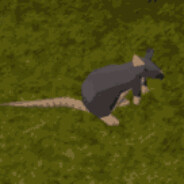 Rat