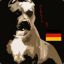 Pit-Bull_Germany