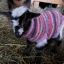 A Cute Goat