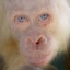 AlbinoOrangutan