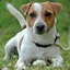 Jack Russell Terrier