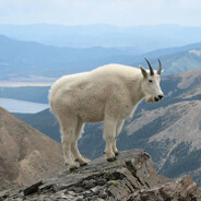 Microsoft Goating Potato