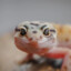 Gecko