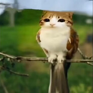 meowl