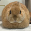bunny