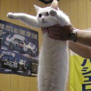 Longcat is loooooooooooooooooong - steam id 76561197961339598