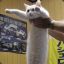 Longcat is loooooooooooooooooong