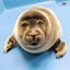 seal