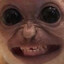 Macaco peloso velenoso