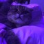 кот наркоман