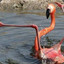MGDFlamingo