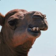 Alf
