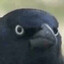 crow of judgement