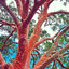 RedGum