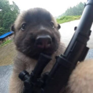 宇宙无敌第一大帅狗