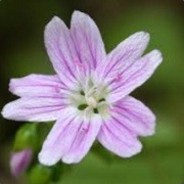 Windsagio - steam id 76561197960437078