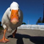 †♠ЂаחkŔοbbėŔ♠†