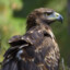golden eagle