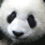 Panda Skywalker
