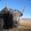 Mongolian_Yak_Herder