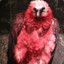 RedVulture