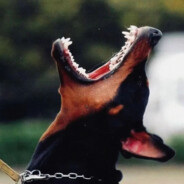 队友别救我先舔