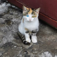 被小美骗走了250万