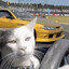 Mr. Drifting Cat