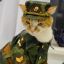 General Cat